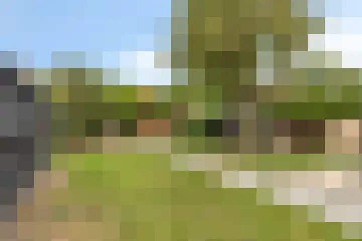Oud-Cromstrijensedijk OZ 11 Klaaswaal thumbnail 24