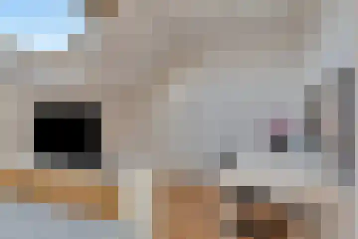 Oud-Cromstrijensedijk OZ 11 Klaaswaal thumbnail 33