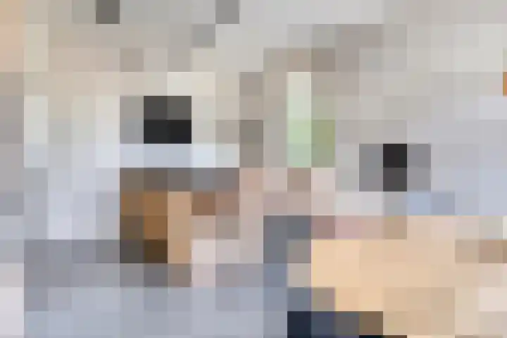 Oud Ferdinandusdijk 7 Hulst thumbnail 18