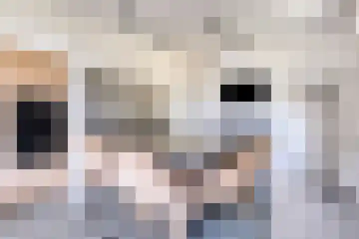 Oud Ferdinandusdijk 7 Hulst thumbnail 19