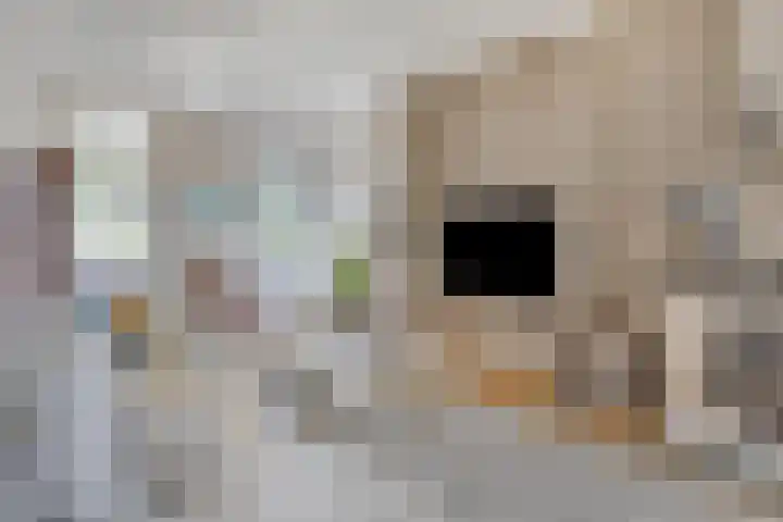 Oud Ferdinandusdijk 7 Hulst thumbnail 7