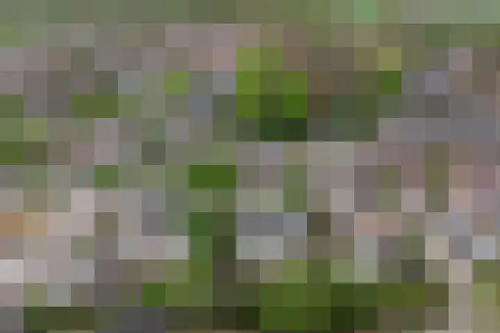 Oud Kerkpad 3 Schijf thumbnail 56