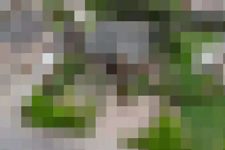 Oud Kerkpad 3 Schijf thumbnail 63