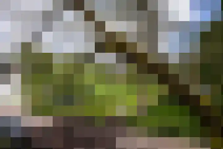 Oud Lemiers 37 Lemiers thumbnail 36