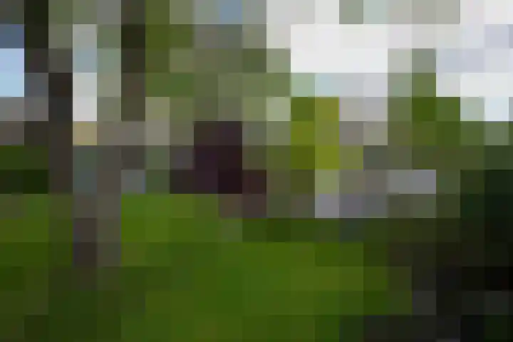 Oud Lemiers 37 Lemiers thumbnail 38