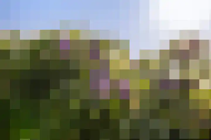Oude Arnhemseweg 111 Zeist thumbnail 19