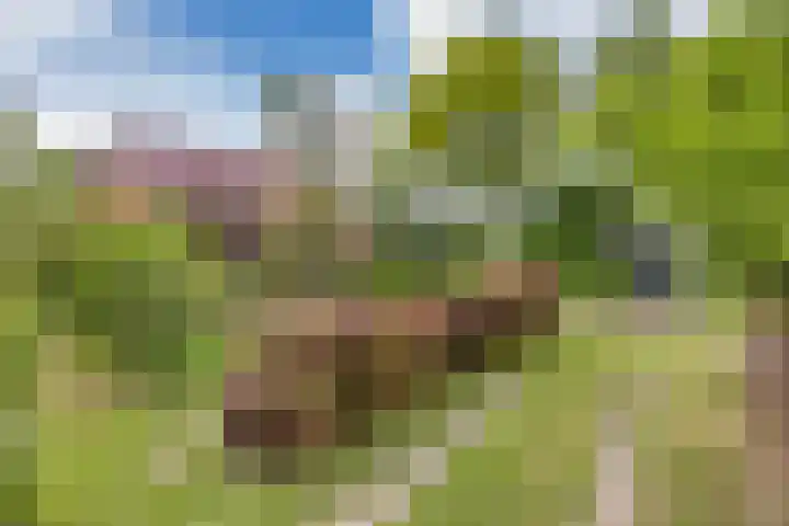 Oude Balksterweg 1 Oudemirdum thumbnail 11
