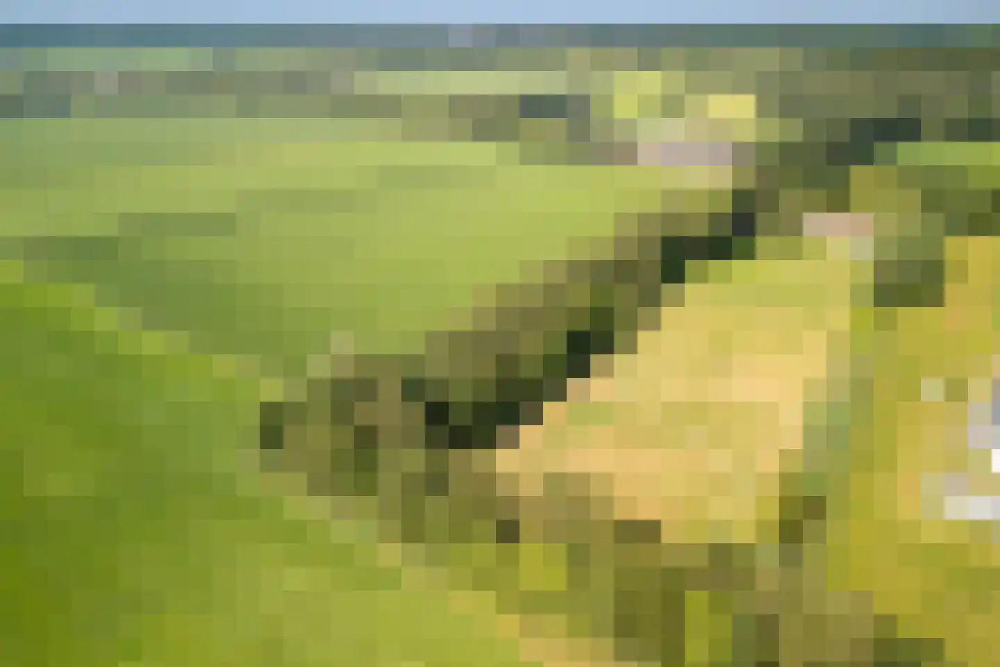 Oude Beemdseweg 2 Heeswijk-Dinther thumbnail 57