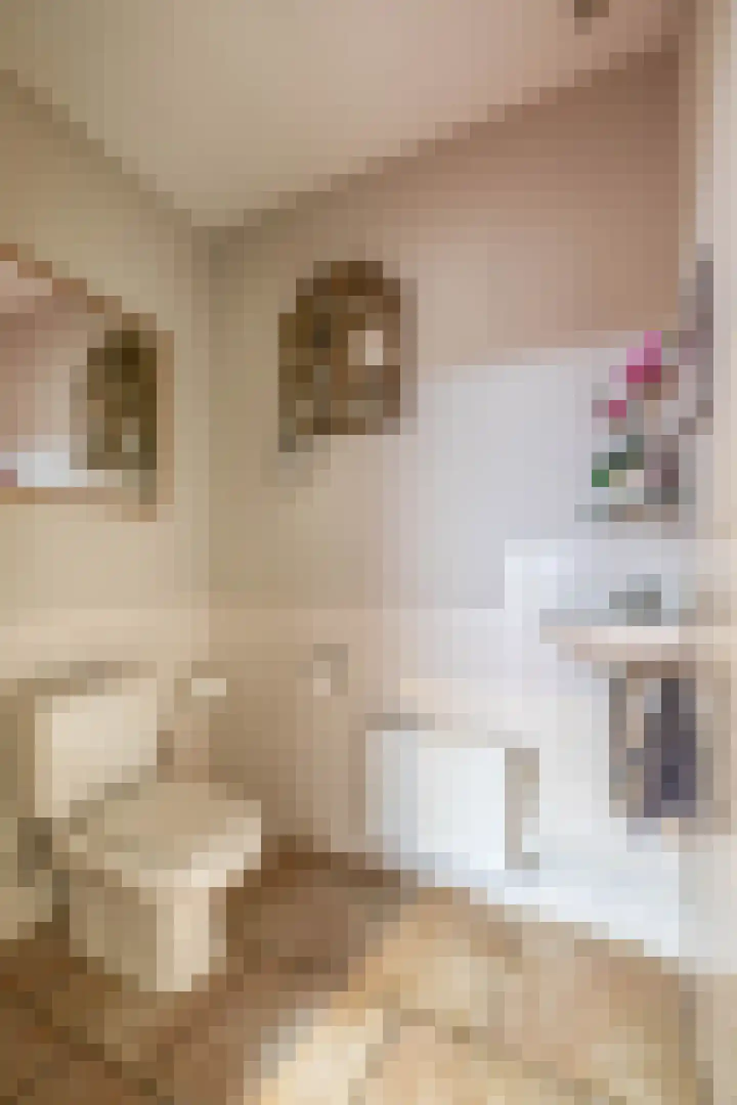 Oude Bemmerstraat 40 Beek en Donk thumbnail 45