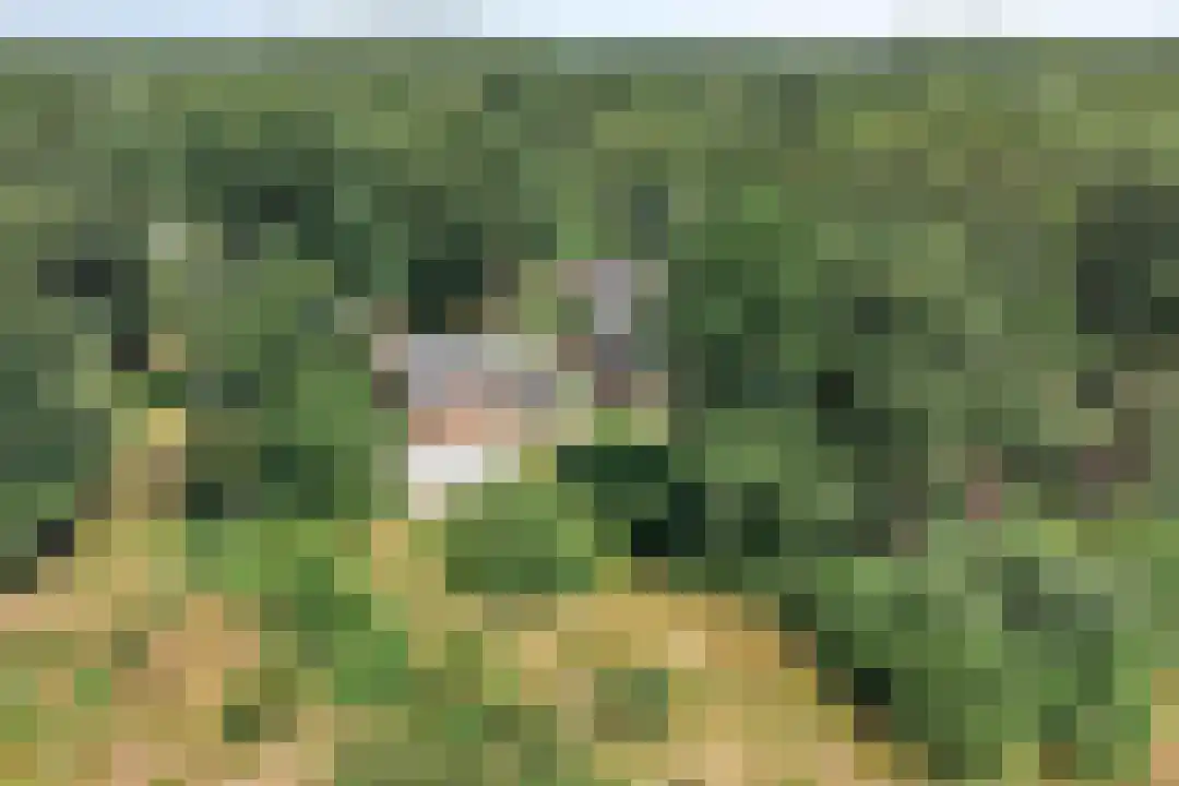 Oude Benderseweg 11 106 Ruinen thumbnail 38