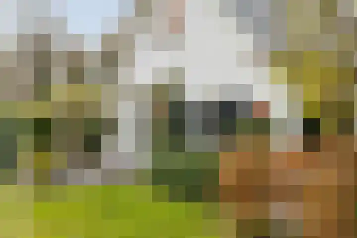 Oude Binnenweg 10 Twello thumbnail 43