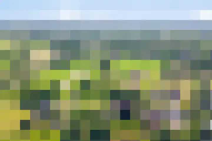 Oude Boekeloseweg 105 Haaksbergen thumbnail 53