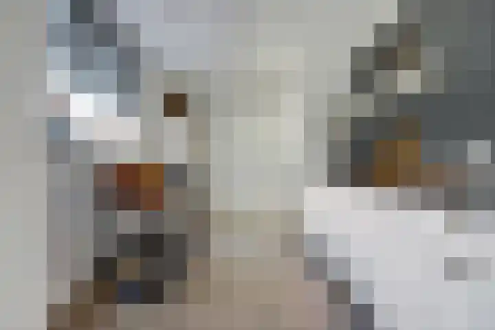 Oude Boogaert 3 Yerseke thumbnail 17