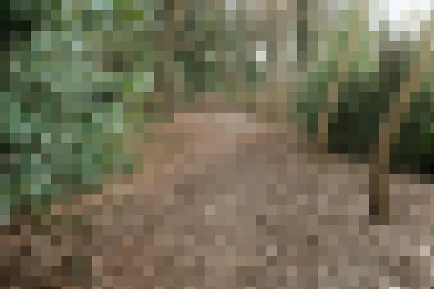 Oude Bosweg Beek thumbnail 16