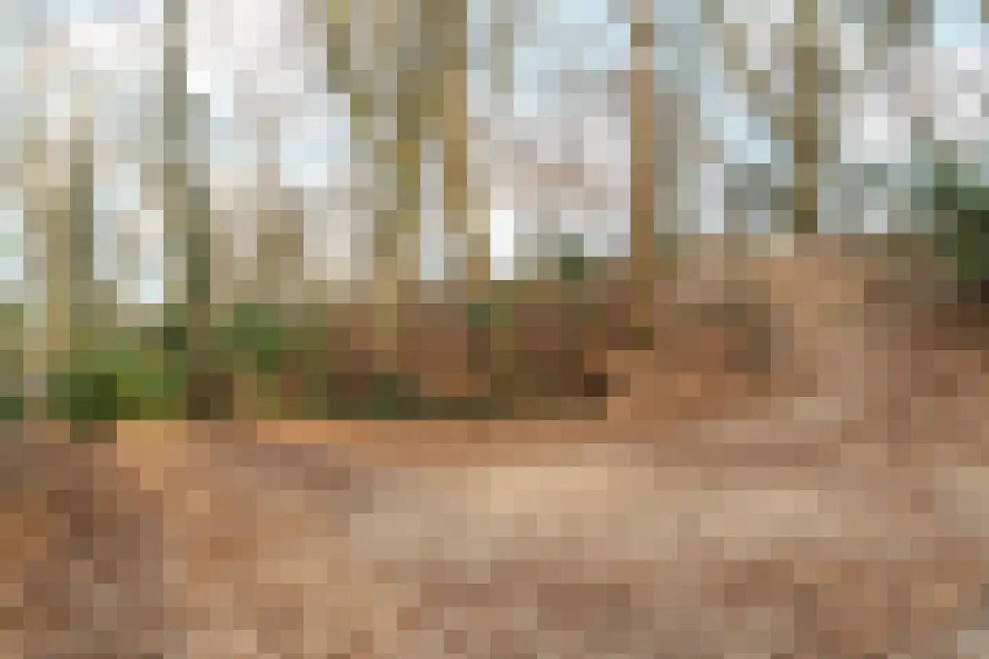 Oude Bosweg Beek thumbnail 17