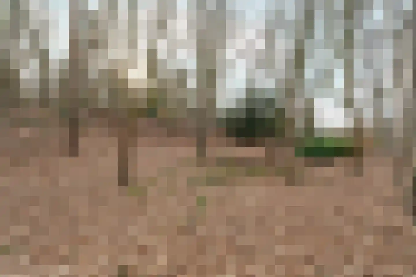 Oude Bosweg Beek thumbnail 22