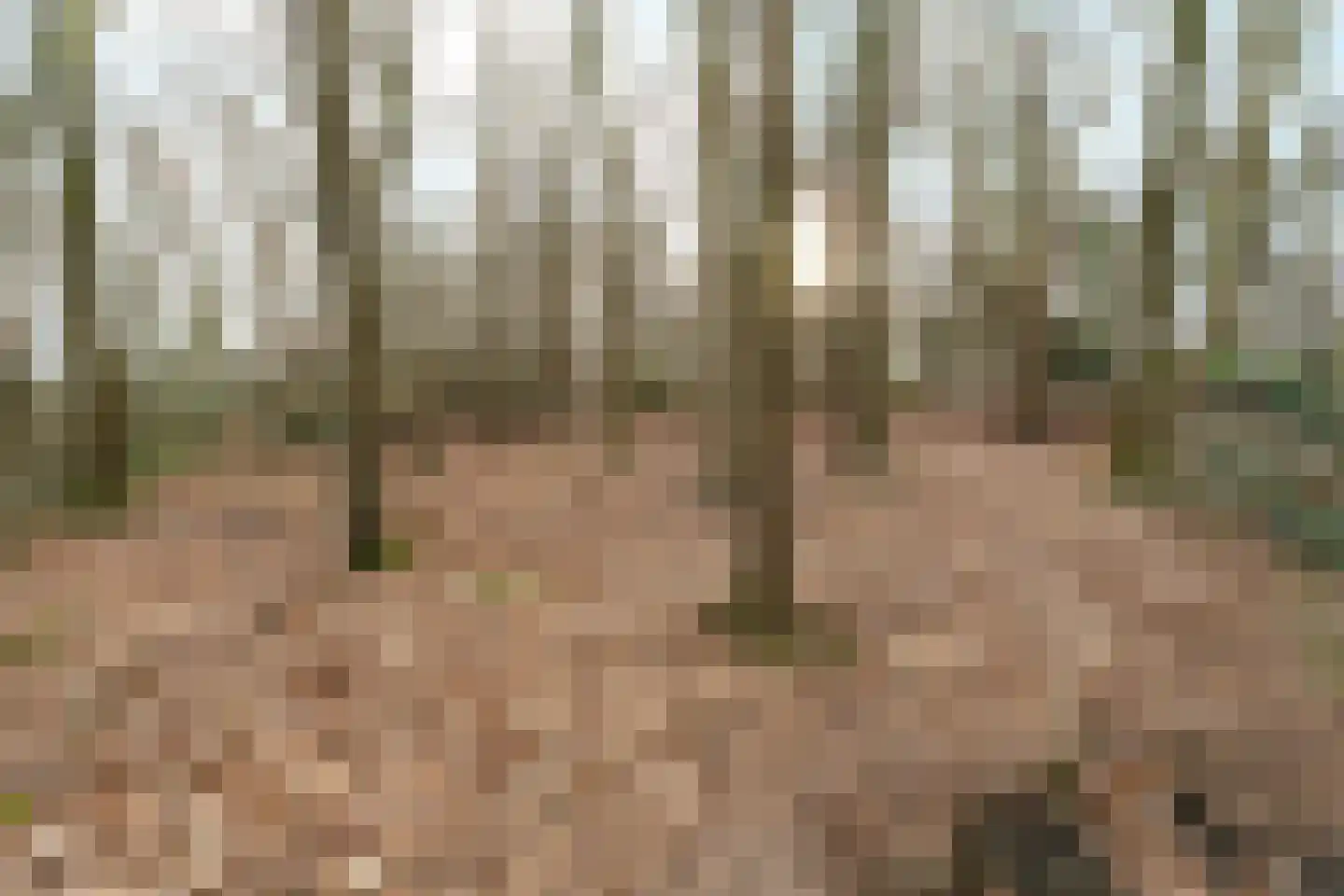 Oude Bosweg Beek thumbnail 25