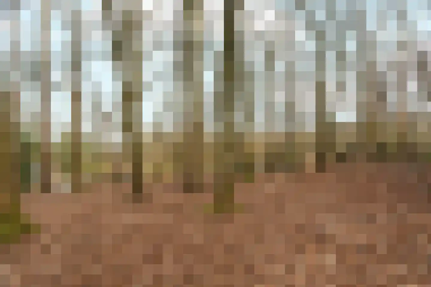 Oude Bosweg Beek thumbnail 26