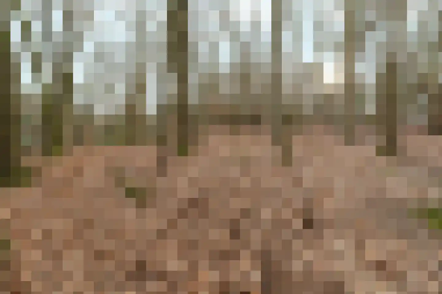 Oude Bosweg Beek thumbnail 30