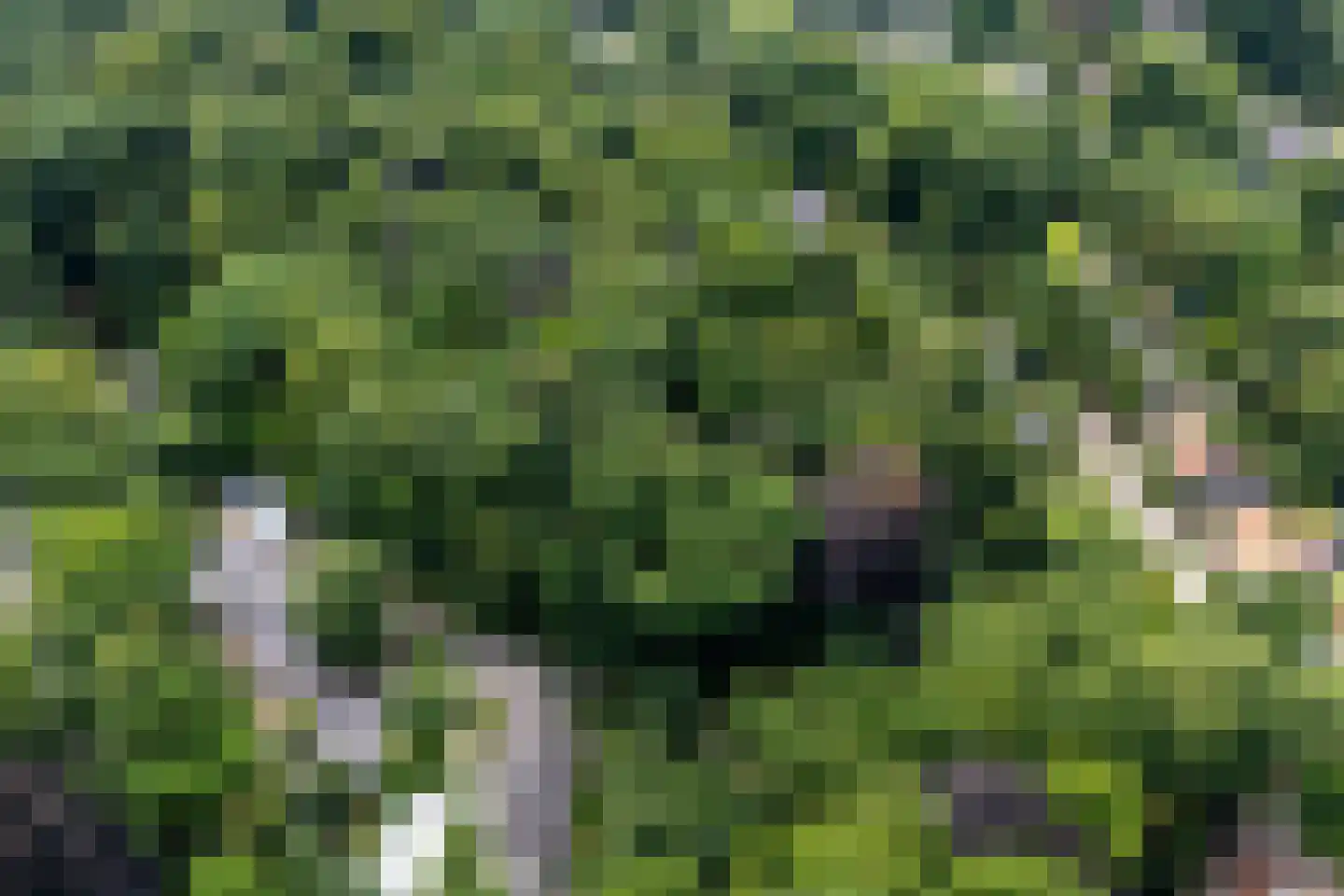 Oude Bosweg Beek thumbnail 51
