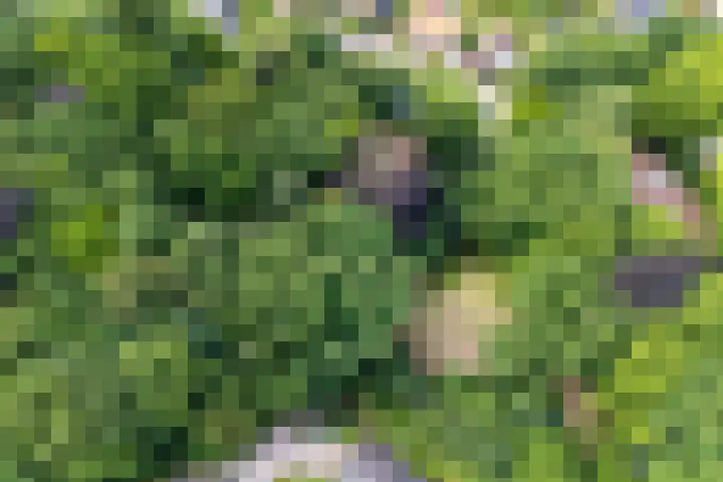 Oude Bosweg Beek thumbnail 53