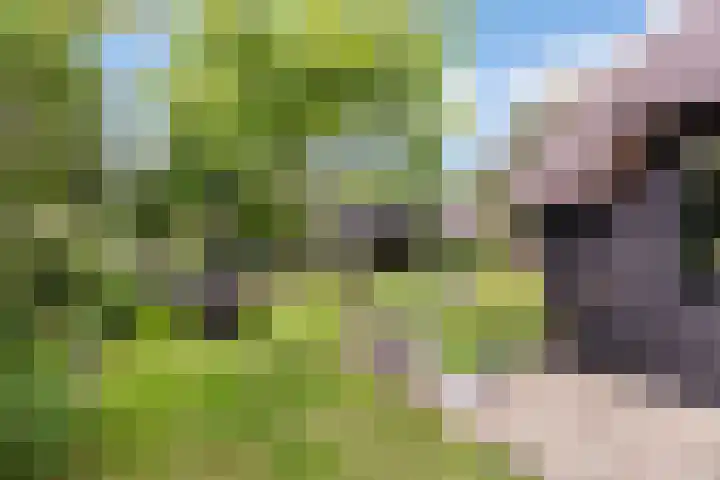 Oude Bovendwarsweg 28 't Harde thumbnail 47