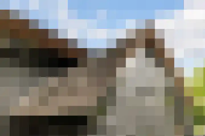 Oude Bovendwarsweg 28 't Harde thumbnail 59