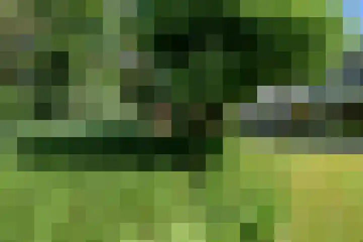 Oude Bredasebaan 17 Baarle-Nassau thumbnail 50