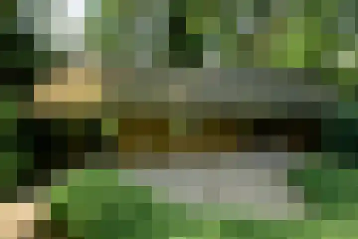 Oude Bredasebaan 17 Baarle-Nassau thumbnail 9