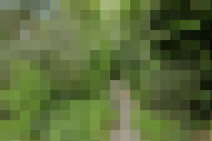 Oude Bredaseweg 6 Bavel thumbnail 44