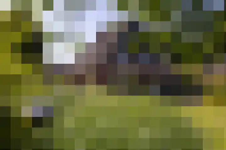 Oude Courageweg 7 Doornspijk thumbnail 46