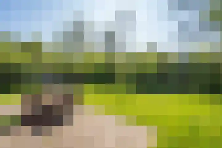 Oude Dijkje 22 De Koog thumbnail 13