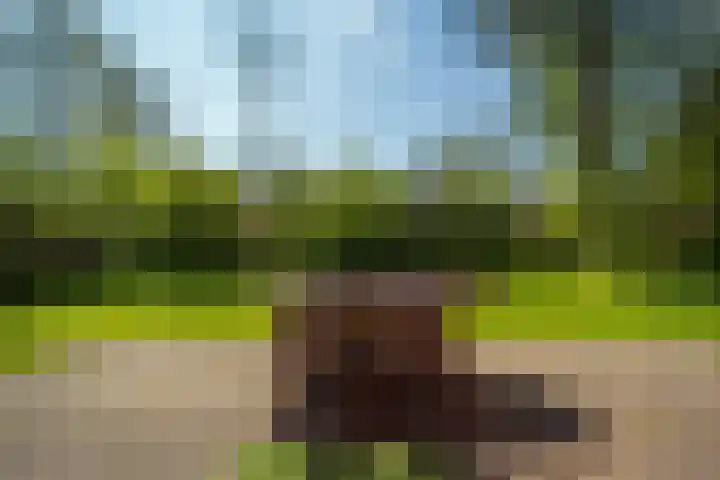 Oude Dijkje 22 De Koog thumbnail 14