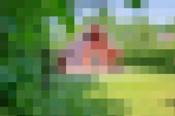 Oude Dijkje 22 De Koog foto 2