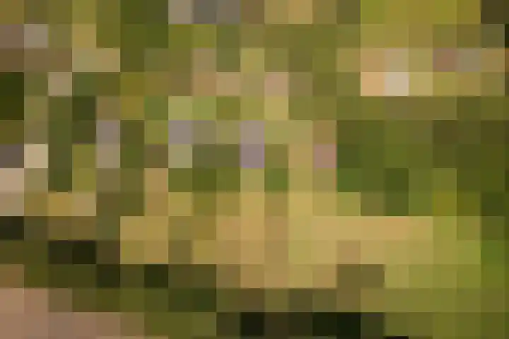 Oude Dijkje 30 De Koog thumbnail 4