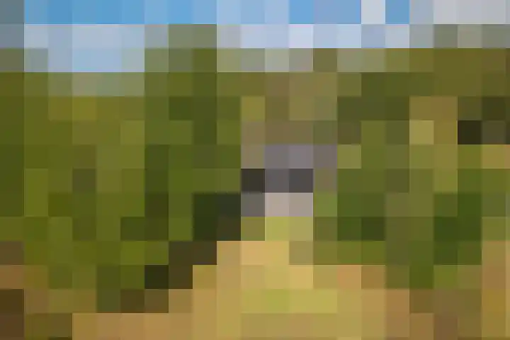 Oude Dijkje 30 De Koog thumbnail 51