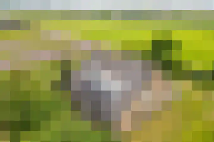 Oude Duinweg 5 Voorhout thumbnail 41