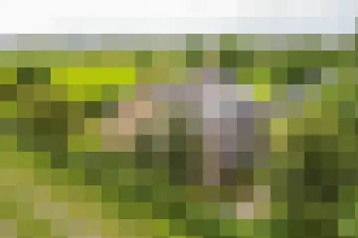 Oude Duinweg 5 Voorhout thumbnail 42
