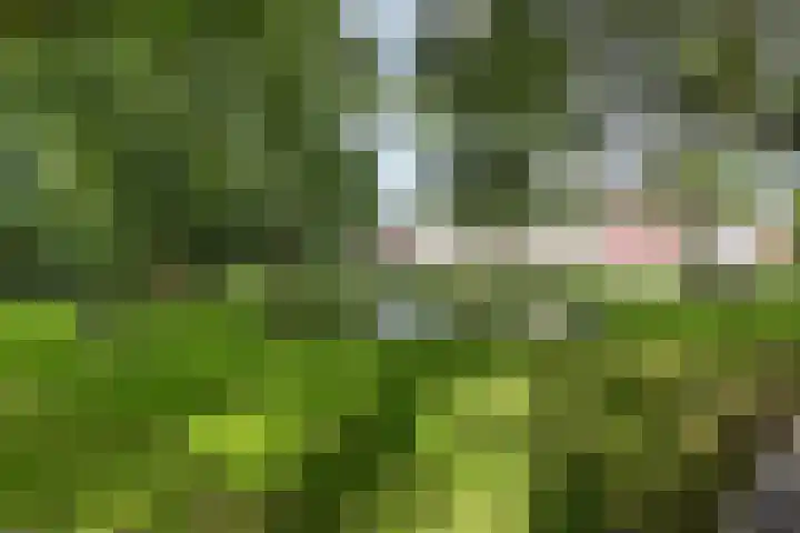 Oude Graafseweg 217 Nijmegen thumbnail 5