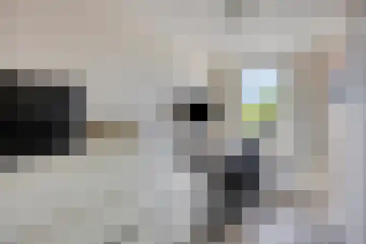 Oude Haarlemmerweg 21 Castricum thumbnail 22