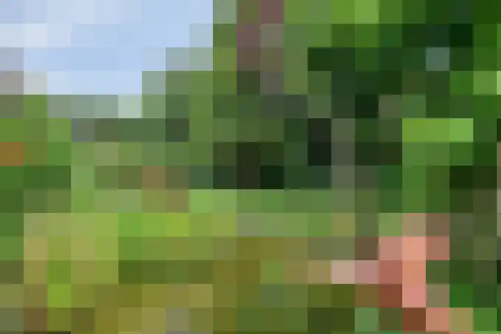 Oude Heijningsedijk 155 Heijningen thumbnail 40