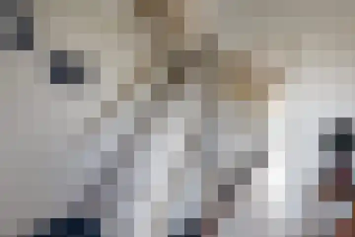 Oude Heijningsedijk 203 Heijningen thumbnail 8
