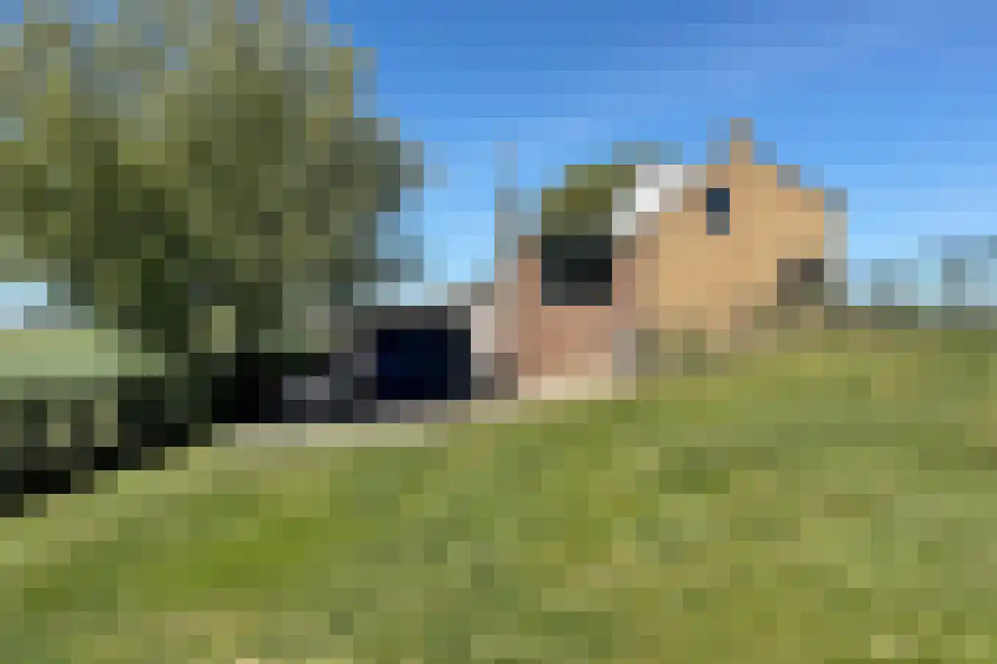 Oude Heijningsedijk 87 Heijningen thumbnail 65