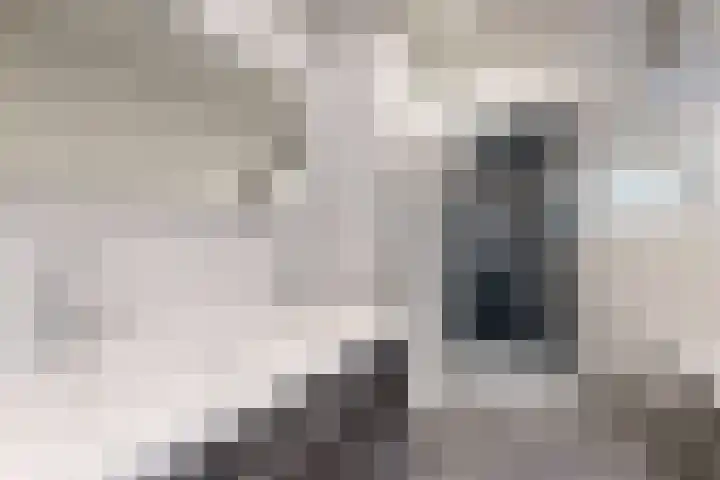Oude Heijningsedijk 93 Heijningen thumbnail 48