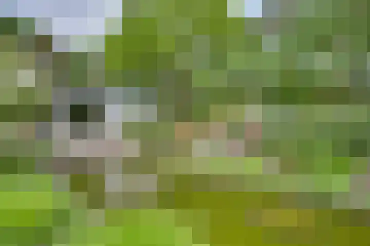 Oude Hellendoornseweg 6 Holten thumbnail 40