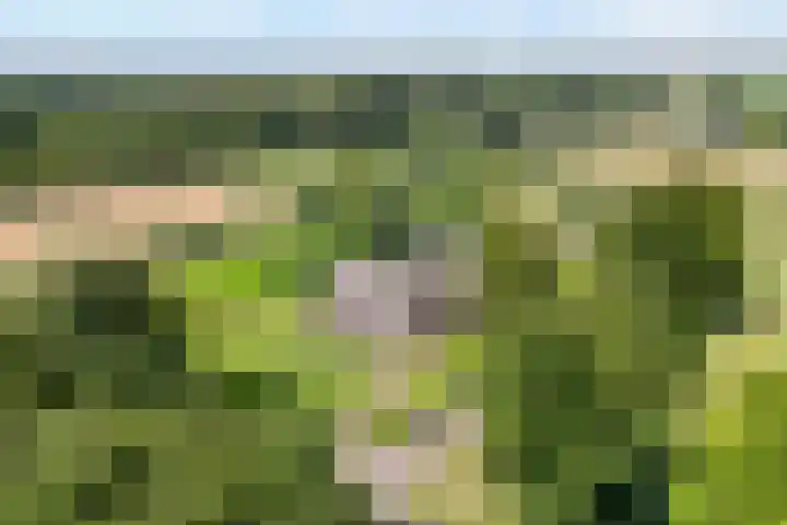 Oude Hoevenweg 157 Vriezenveen thumbnail 4