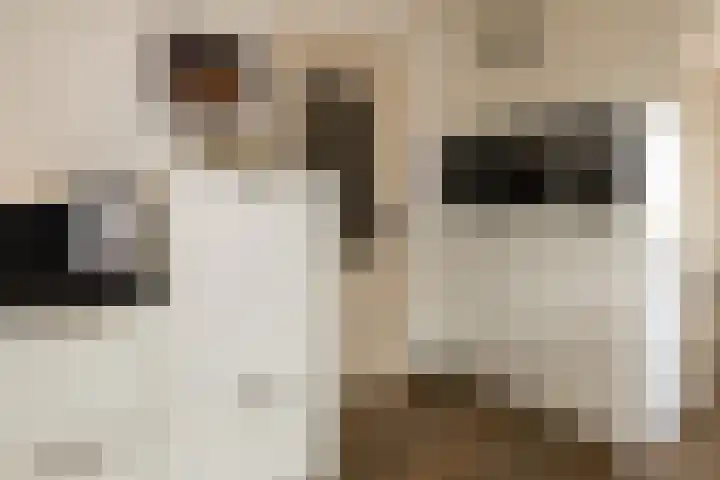 Oude Hof 34 Elspeet thumbnail 16