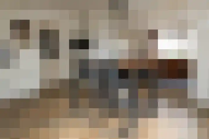 Oude Hof 34 Elspeet thumbnail 17