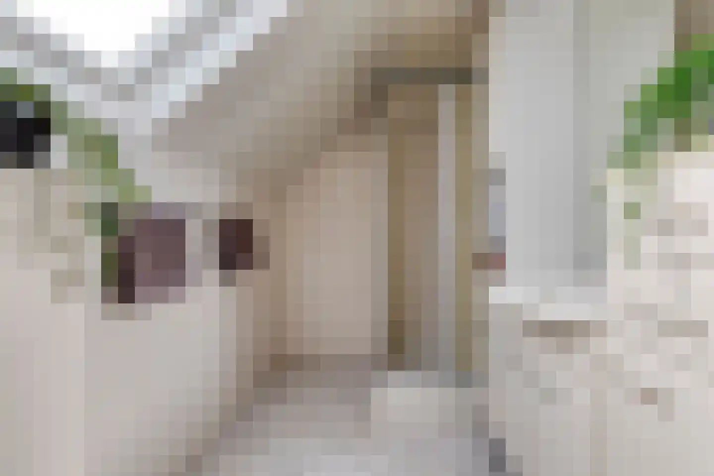Oude Huys 23 Helmond thumbnail 19