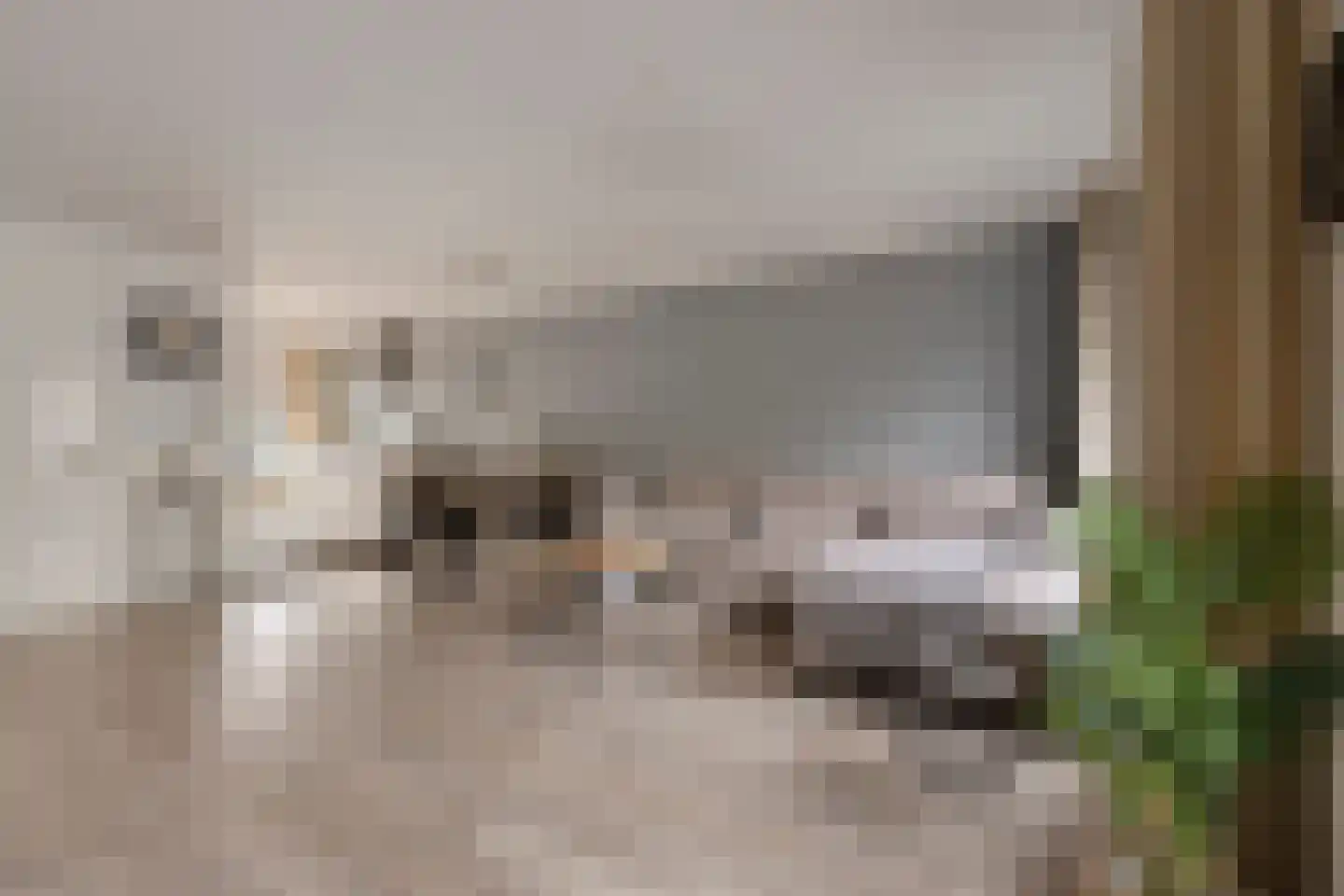 Oude Huys 23 Helmond thumbnail 7
